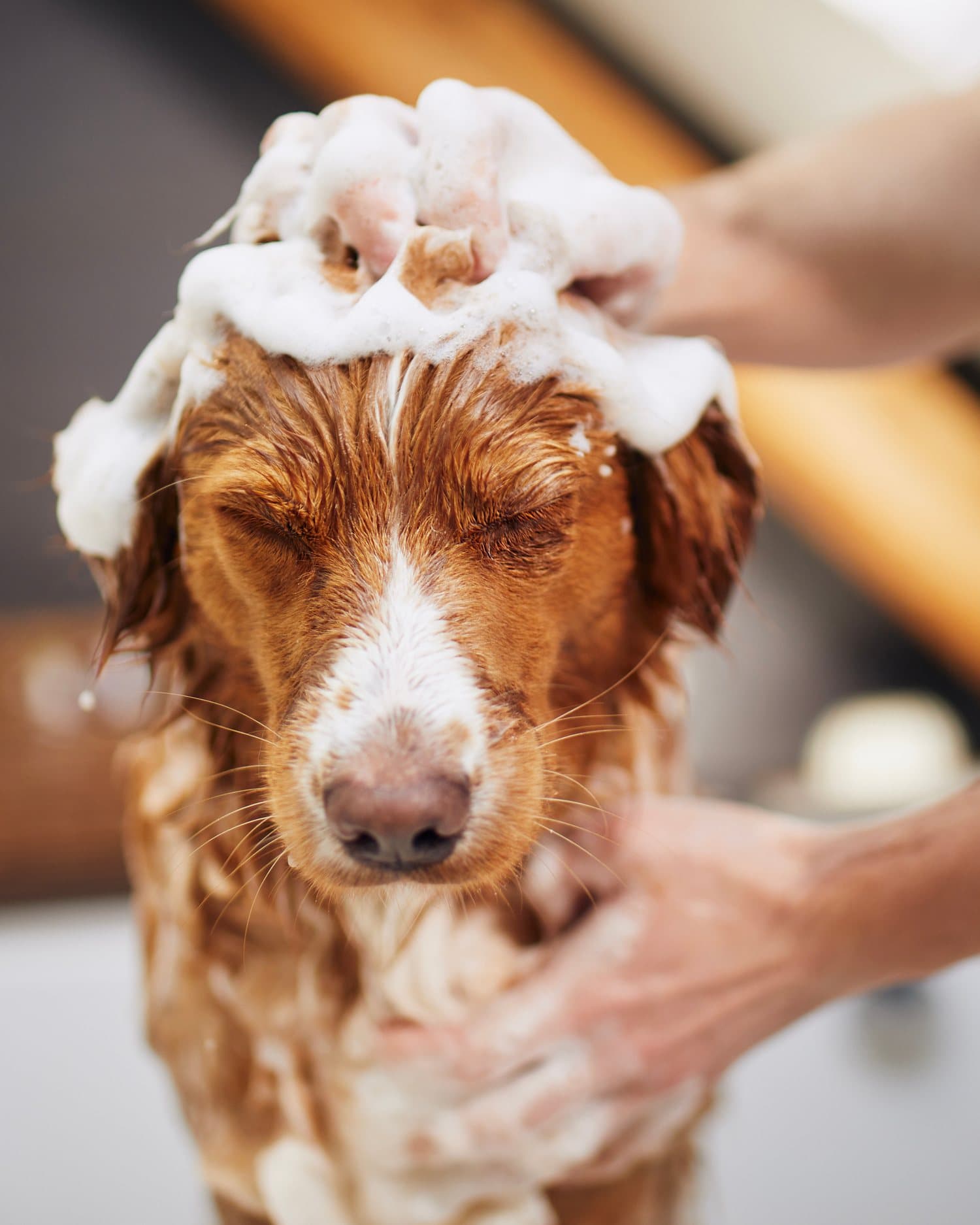 A dog being washed at the Clean Wash self-serve dog wash